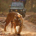 bardia-jungle-safari (1)